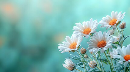 Blooming white daisies in a soft green background nature photography peaceful environment close-up view © nilawan