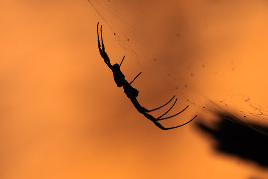Golden orb weaver, Nephila sp, spider on its web, Karijini National Park