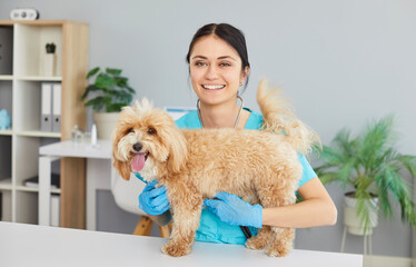 Smiling millennial female vet doctor wearing medical uniform, veterinary clinic nurse, puppy at...