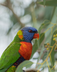Rainbow lorikeet, Trichoglossus moluccanus, portrait