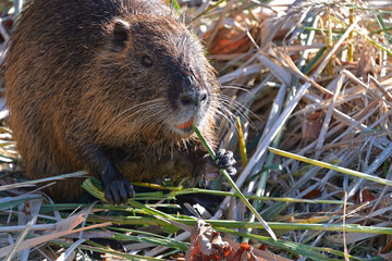 伐採された葦の茎を食べているヌートリア