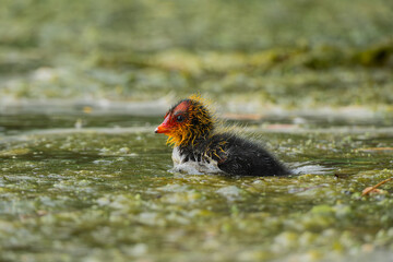 Eurasian coot chick, Fulica atra, at Bibra Lake