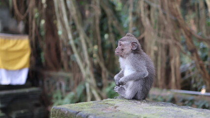Fototapeta premium Long Tailed Macaque Monkeys in Sacred Monkey Forest
