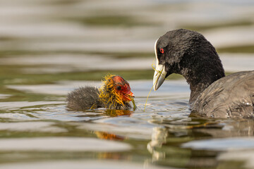 Eurasian coot chick being fed, Fulica atra, at Bibra Lake