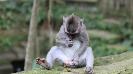 Long Tailed Macaque Monkeys in Sacred Monkey Forest
