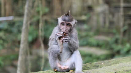 Long Tailed Macaque Monkeys in Sacred Monkey Forest