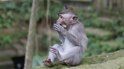 Long Tailed Macaque Monkeys in Sacred Monkey Forest