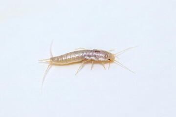 Closeup lateral view silverfish (house pest bug) on white background