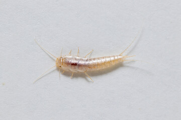 Closeup silverfish (house pest bug) on white background