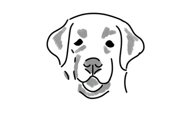 Fototapeta premium Vector of a sketch portrait of a Labrador