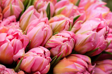 Close-up of a bouquet of pink closed tulip buds on a blurred background