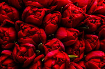 Background of many dark red tulip buds on a dark background, top view