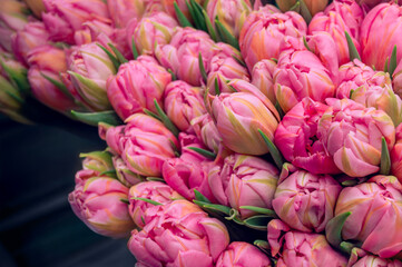 Bouquet of pink closed tulip buds on a blurred background, toned photo