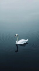 Obraz premium Serene Swan on a Misty Lake: A Minimalist Photography