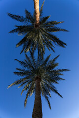 Fototapeta premium Two palm trees against a blue sky. View from below