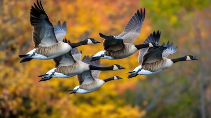 Fototapeta premium A flock of geese flying in formation
