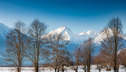 bare trees in winter with snow covered mountains in background