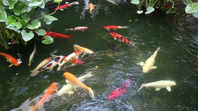 Beautiful multi-colored decorative fishes swimming slowly in the fish pond