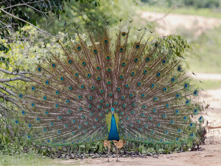 peacock with feathers out in tropical jungle