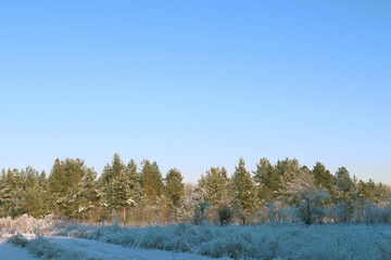 Winter pine forest