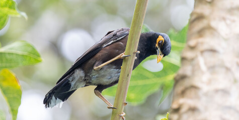 myna bird on tree