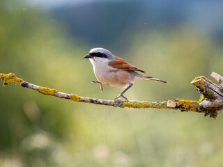 Neuntöter (Lanius collurio)