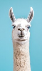 Obraz premium Fluffy llama portrait against a blue background. AI.