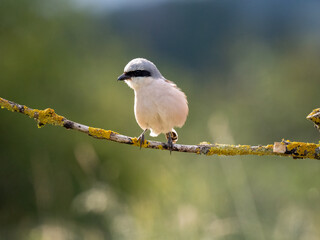 Neuntöter (Lanius collurio)