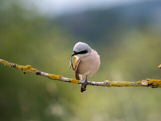 Neuntöter (Lanius collurio)