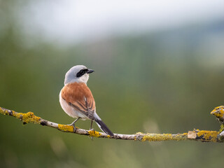 Neuntöter (Lanius collurio)