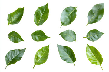 Fototapeta premium collection of various green leaves arranged in pattern, showcasing their unique shapes and textures. Perfect for nature themed designs