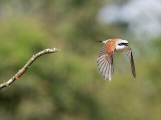 Neuntöter (Lanius collurio)