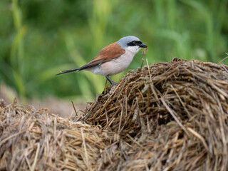 Neuntöter (Lanius collurio)