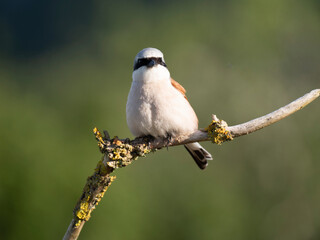 Neuntöter (Lanius collurio)