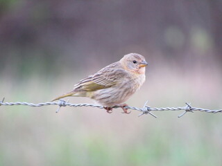 Land Canary - Sicalis flaveola, gray canary with yellow details perched on barbed wire fence