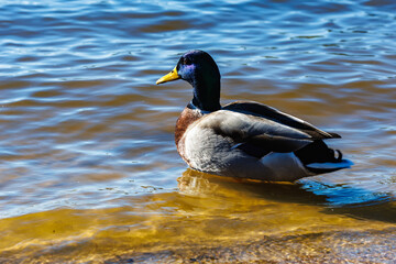 Fototapeta premium young ducks and drakes in lake with blue dark background with sun rays