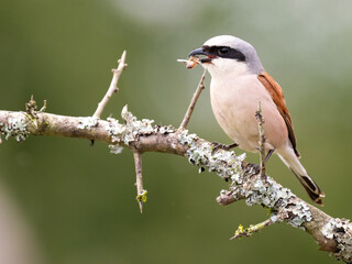 Fototapeta premium Neuntöter (Lanius collurio)