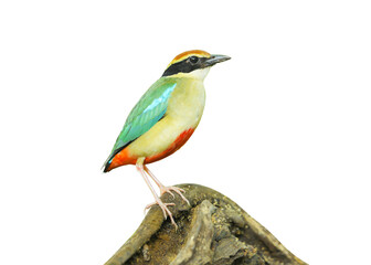 Fairy Pitta on stump isolated on white background. This has clipping path.