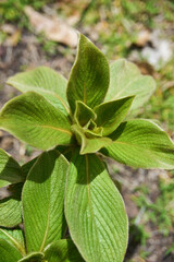 Cylindrocline lorencei, endemic to Mauritius, was thought extinct by 1990. In-vitro culturing saved it, and since 2011, plants have been repatriated for reintroduction.