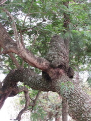 Giant termite mound at the top of a tree