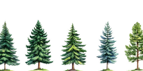 Obraz premium Pine tree, watercolor illustration on a white background