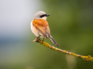 Neuntöter (Lanius collurio)
