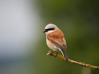 Neuntöter (Lanius collurio)