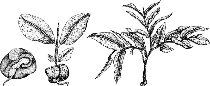 Vector, engraving Pink apple or red java apple, buah jambu or wax apple, semarang rose. Tropical edible food icon
