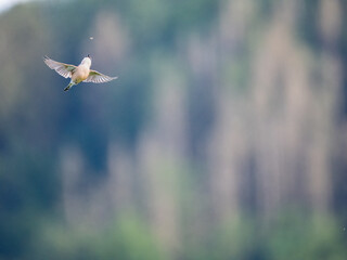 Neuntöter (Lanius collurio)