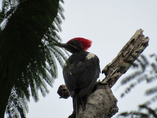 White-banded woodpecker -Dryocopus lineatus- Red-headed woodpecker eating termites on a dry branch.