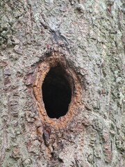 Red tufted woodpecker nest. Hollow in the tree made by a woodpecker to make its nest