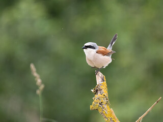 Neuntöter (Lanius collurio)