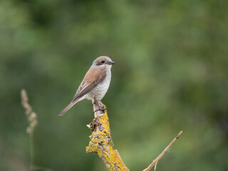 Neuntöter (Lanius collurio)