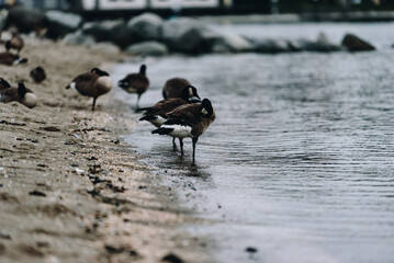 Canadian geese walking along sandy shoreline in Vancouver